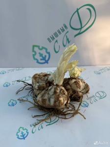 Лилия "ПИНК ПЛАНЕТ" 3 штуки (размер 18/20)